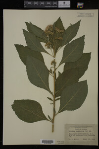Image Associated With the Occurrence