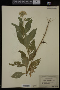 Image Associated With the Occurrence
