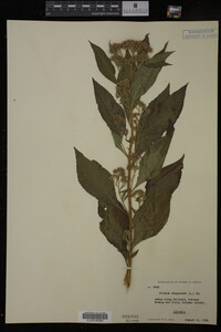 Image Associated With the Occurrence