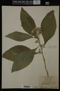 Image Associated With the Occurrence