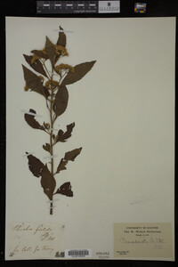 Image Associated With the Occurrence