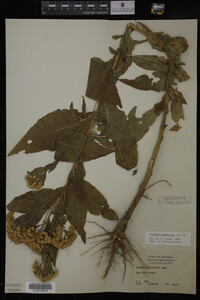 Image Associated With the Occurrence