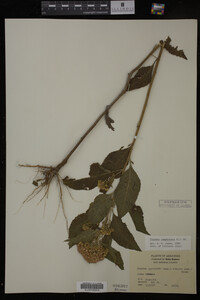 Image Associated With the Occurrence