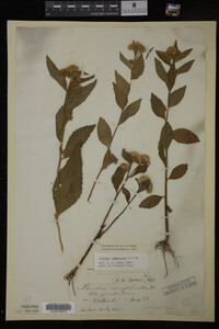 Image Associated With the Occurrence