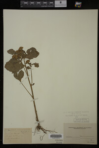 Image Associated With the Occurrence