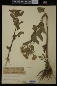 Image Associated With the Occurrence