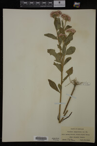 Pluchea camphorata image