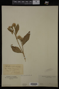 Pluchea camphorata image