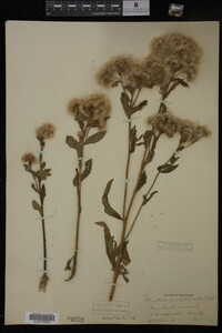 Pluchea camphorata image