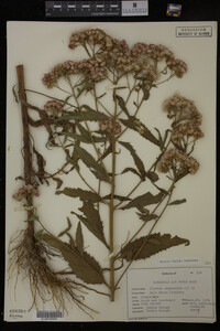 Image Associated With the Occurrence