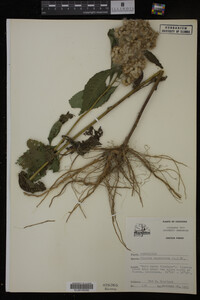 Image Associated With the Occurrence