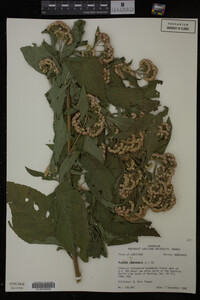 Image Associated With the Occurrence