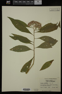 Image Associated With the Occurrence