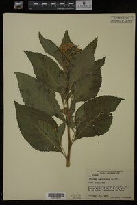 Image Associated With the Occurrence