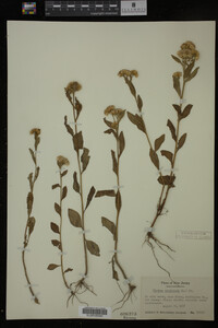 Pluchea camphorata image