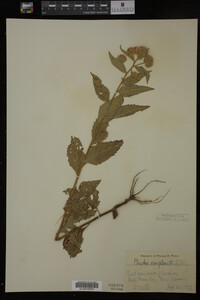 Pluchea camphorata image