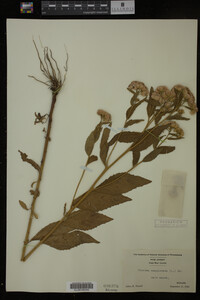 Pluchea camphorata image