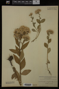 Pluchea camphorata image