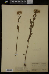 Pluchea camphorata image