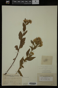 Pluchea camphorata image