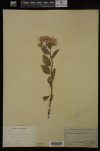 Pluchea camphorata image