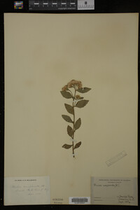 Pluchea camphorata image
