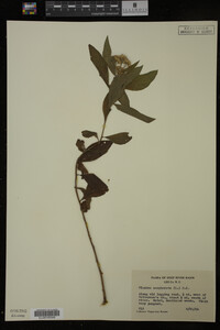 Image Associated With the Occurrence