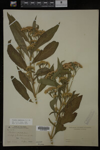 Image Associated With the Occurrence