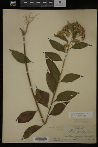 Image Associated With the Occurrence