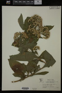 Image Associated With the Occurrence