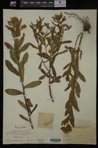 Pluchea foetida image