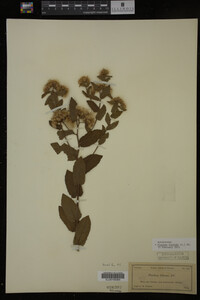 Pluchea foetida image