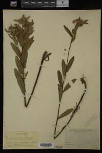 Pluchea foetida image