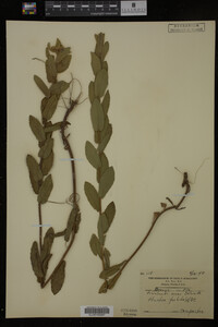 Pluchea foetida image