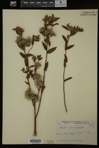 Pluchea foetida image