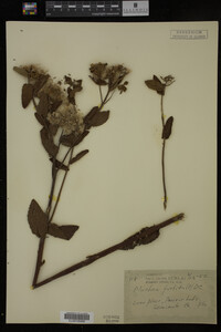 Pluchea foetida image