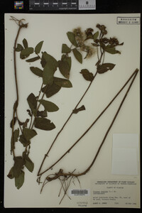 Pluchea foetida image