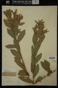 Pluchea foetida image