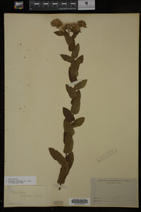 Pluchea foetida image