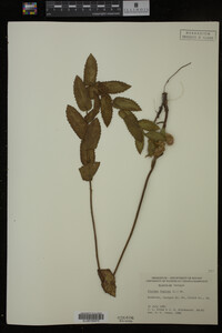 Pluchea foetida image