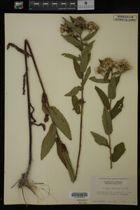 Pluchea foetida image