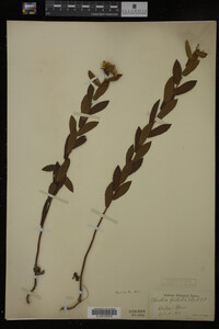 Pluchea foetida image