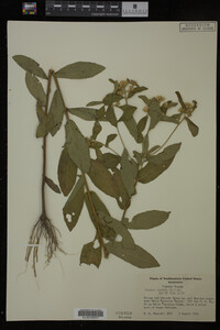 Pluchea foetida image
