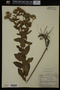 Pluchea foetida image