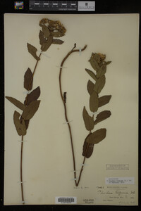 Pluchea foetida image