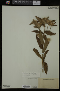 Pluchea foetida image