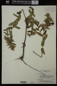 Pluchea foetida image