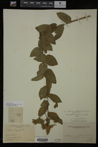 Pluchea foetida image