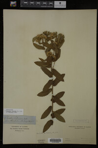 Pluchea foetida image