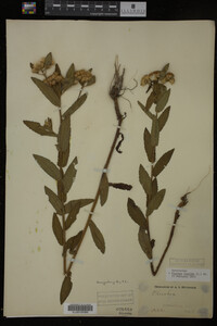 Pluchea foetida image